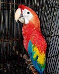 Red macaw parrot chicks for sale 0321=8769=078