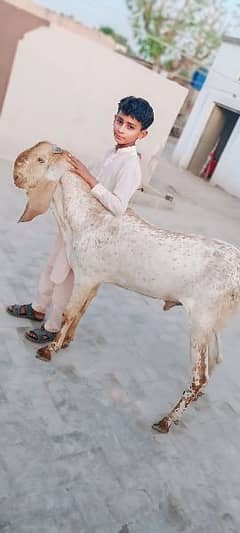 2 Goats Male Qurbani K leye dunde hain