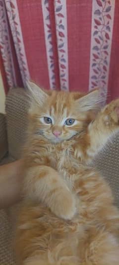 Brown Persian kitten