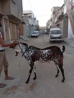 Makacheeni|  bakra | goat for sale