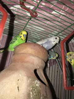 2 parrot's sell