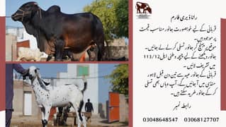 Qurbani k janwar || Goat, Bull, Bufflow for Sale || Eid 2024