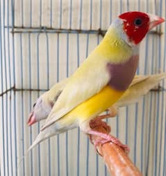 Lutino Lady Gouldian Pair for sale
