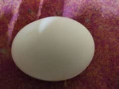 American Rock Plymouth  fertilizer eggs available