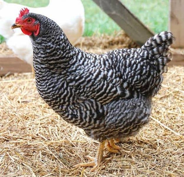 American Rock Plymouth  fertilized eggs & chicks  available 0