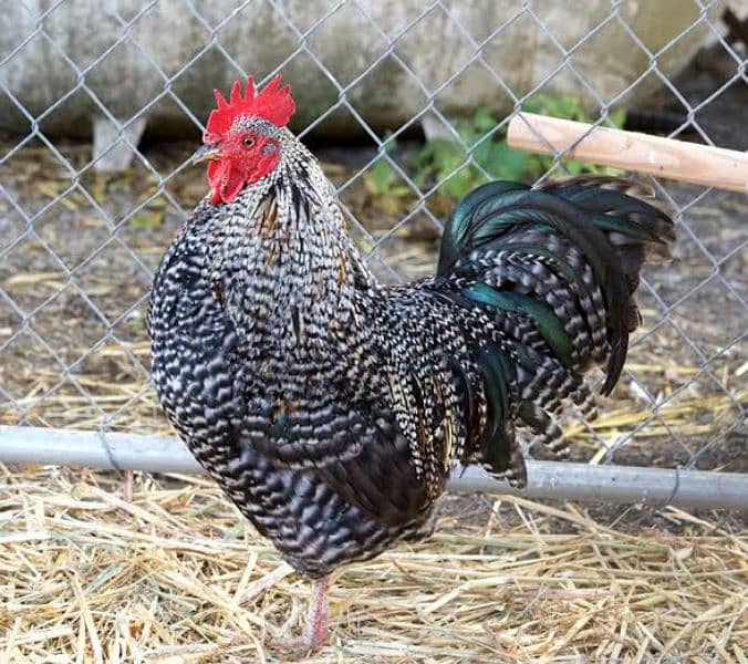 American Rock Plymouth  fertilized eggs & chicks  available 1