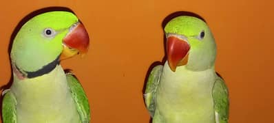 Pahari Parrot Green