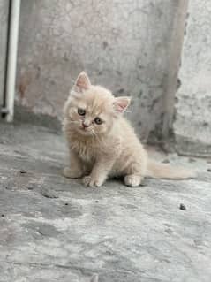 perssion cat for urgent sale