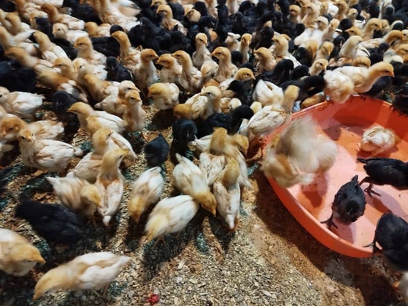 Lohmann Brown & Black Chicks available for sale 6