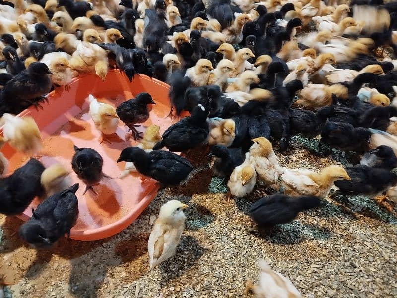 Lohmann Brown & Black Chicks available for sale 7