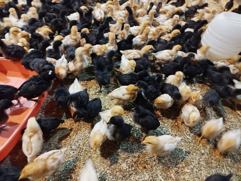 Lohmann Brown & Black Chicks available for sale 8