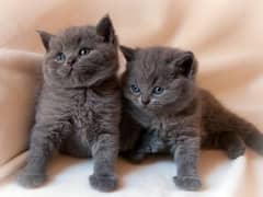 Grey Persian Kittens