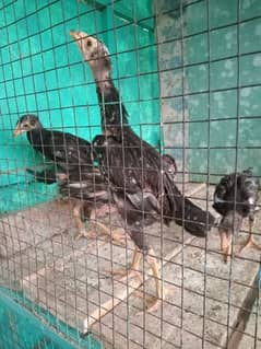 3 months outclass Aseel chicks available at reasonable prices per 2000