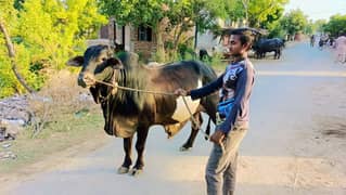 Qurbani ka Janwar/ Bachra /Kata /desi vacha/Goat /بچھڑا / بکرا