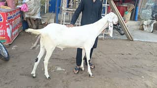 goat for sale in good price
