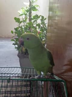 Beautiful Green Parrot