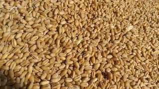 Akbar wheat 3000 Rs. 03076620270
