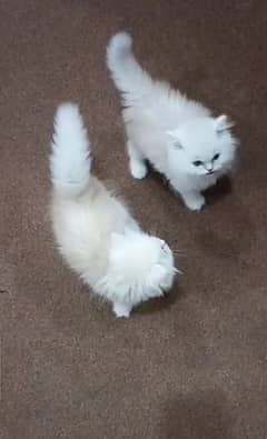 Persian Cat for sale (Whatsapp number 03267720525