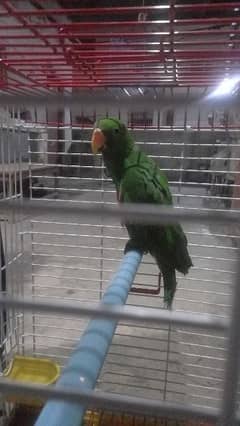 eclectus parrot for sale. .