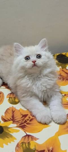 persian kitten available for sale