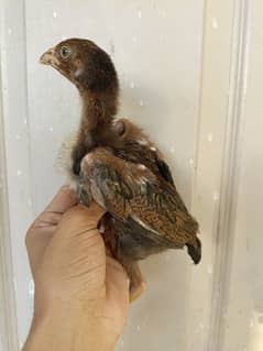 aseel/chicks aseel/hen aseel/choza aseel/white quality aseel chicks