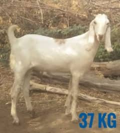 Bakra for sale - Bakry available - Goat