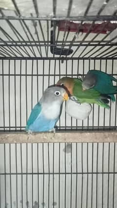 Lovebirds, Love birds, blue, green violet