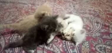 persian breed double cott 4 cats abi 1 month or 15 days k hn