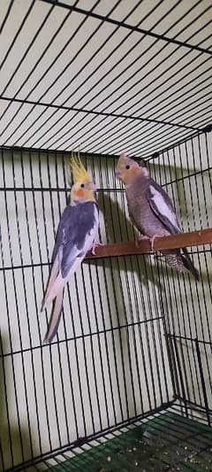 cocktail parrots pair