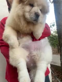 chow chow healthy  puppy