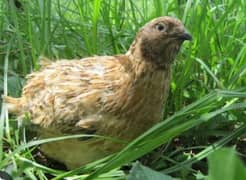 Japanese brown conturnix quail / batair pair & button quail