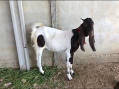 qurbani goats available for sale sab 2 daanth hain