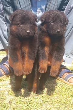 German Shepherd double coat pair 2 month for sale