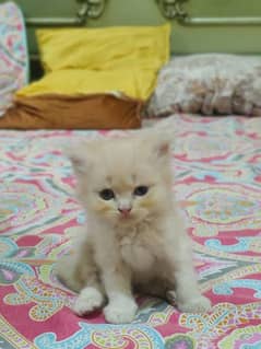 kittens for sale persian