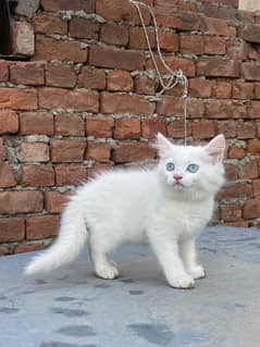 persian Kitten double coated Cat