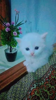 Persian kitten available for sale