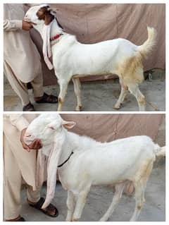 I am selling my goats urgently 2 dant 2 bakry  03162918168