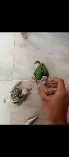 2 chick available green parrot description read key sary