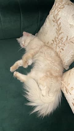 Selling persian cat mother with male kitten
