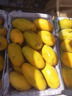 fresh Mango Direct field farm