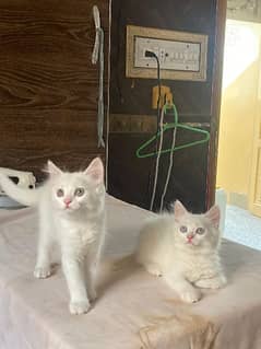 double Coated persian Kitten cat
