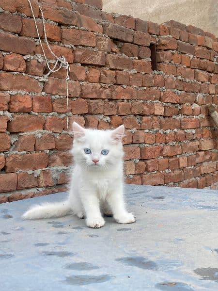 double Coated persian Kitten cat 1