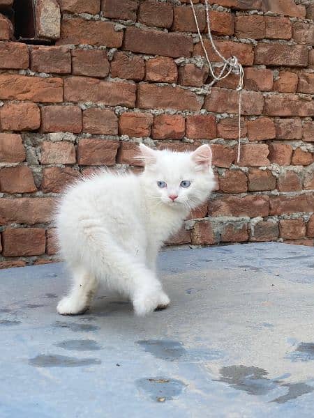 double Coated persian Kitten cat 2