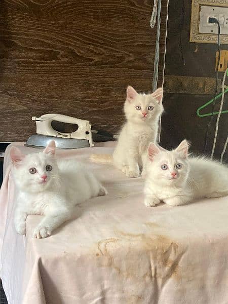 double Coated persian Kitten cat 5