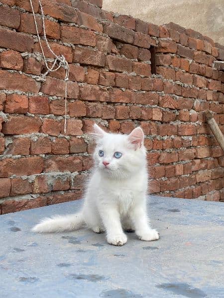 double Coated persian Kitten cat 8