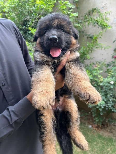 German shepherd puppies for sale 0