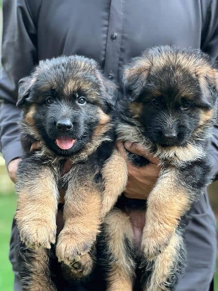 German shepherd puppies for sale 1