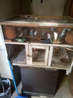 25 Parrots with complete Cage a / 25 k qareeb totay pinjaray k Sath