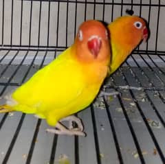 Lovebird, Black eye pair for Sale