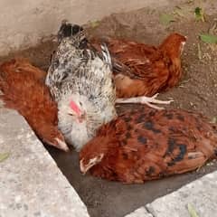 Brown layer and Misri chicks around 4 months old
